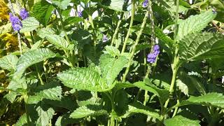 Vervain plant in Florida The Crocus Farmer [upl. by Ylrebmi]