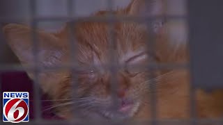 Cat virus puts pause on some Central Florida animal shelters [upl. by Suk]