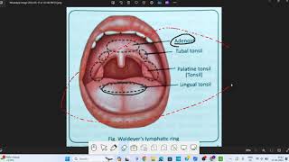 Pharynx Anatomy  1  Head amp Neck Anatomy [upl. by Yellehs]