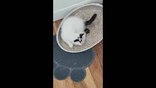 Kittens first time using litter box [upl. by Belle887]