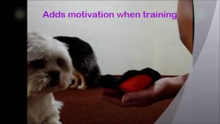 Puppingtons Pods  A great reward based training toy [upl. by Atteirneh]