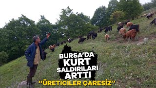 Bursada kurt saldırıları arttı [upl. by Frum]