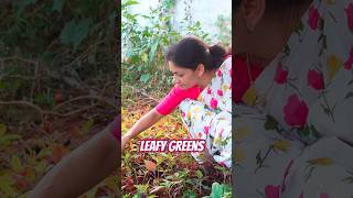 నీడ ఉన్న చోట ఆకుకూరలు పెంచుకోండి MADGARDENER gardening organic leafyvegitables growyourown [upl. by Nevyar]