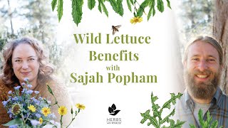 Wild Lettuce Benefits with Sajah Popham  Wild Lettuce Pain Relief [upl. by Yerroc821]