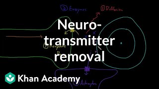 Neurotransmitter removal  Nervous system physiology  NCLEXRN  Khan Academy [upl. by Anahsor]