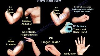 Cervical Spine Nerve Root Exam  Everything You Need To Know  Dr Nabil Ebraheim [upl. by Erika]