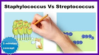 Staphylococcus vs Streptococcus How to differentiate [upl. by Enitsed]