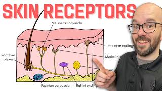 Sensory Receptors of the Skin  Integumentary System [upl. by Attayek640]