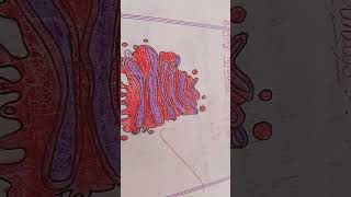 Golgi apparatus easy diagram 🙃🙃 [upl. by Giesecke]