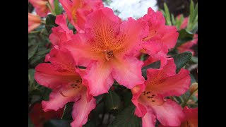 How to grow amazing Rhododendrons blooms  with healthy leaves too [upl. by Araccot]