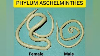 Phylum AschelminthesAnimal kingdomaschelminthesround wormsquick revision [upl. by Euqinay]