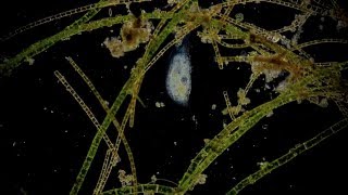 🔬 Dunkelfeld  microcosmos  microorganism  life in a puddle under a dark field microscope Full HD [upl. by Loram]