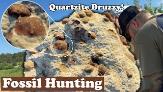 Quartzite Druzzy Brachiopods block discovered [upl. by Seugram269]