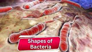 Discover Bacteria Shapes Unseen World Revealed Must Watch [upl. by Gabriella944]