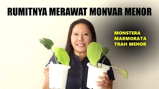 PLANTIFUL SERIES Monstera Variegata Plant Care  Daun Gosong  Monvar Trah Menor  Marmorata Menor [upl. by Bassett]