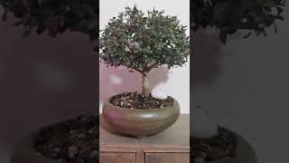 Mame Bonsai Ilex Crenata  ZenObi Bonsai bonsai mame ilexcrenata mamebonsai [upl. by Ydnor]