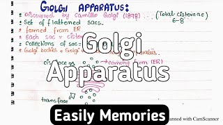 Golgi Apparatus Structure And Functions  Class 11 Biology [upl. by Myrna]