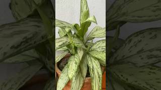 Aglaonema plant  Silver bay aglaonema aglaonemavarieties indoorplants [upl. by Gawlas]