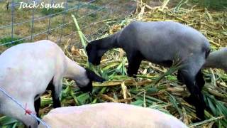 Sheep eating green corn stalks Suffolk Lambs [upl. by Dnalyaw299]