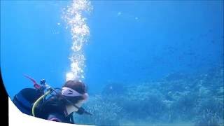 Cormorant swimming underwater in Sithonia Halkidiki [upl. by Arul585]