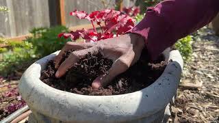 Planting heuchera in containers [upl. by Janella691]