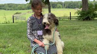 Meet Iris  an F1 Sheepadoodle Puppy from Sheepadoodle pup [upl. by Lexine]