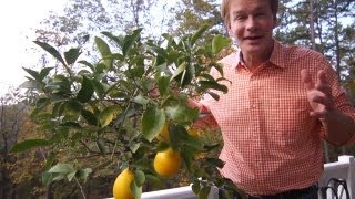 Winterizing Lemon Trees  At Home With P Allen Smith [upl. by Shea]