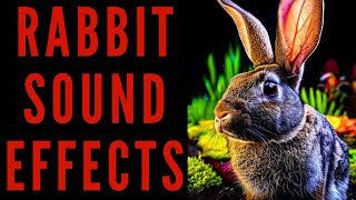 RABBIT SOUND EFFECTS  Rabbit Sound Bites [upl. by Loria]