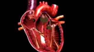 medical animation beating heart [upl. by Doloritas463]