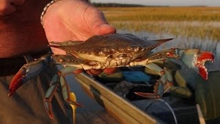 Catching Blue Crabs on Edisto Island South Carolina [upl. by Anaihr]