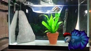 Angelfish Breeding Tank Setup [upl. by Pamella]