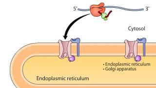 cotranslational targeting of secretory proteins to ER [upl. by Judith55]