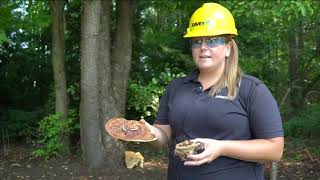 Arborist Skills  Detecting Wood Decay Fungi [upl. by Morgana]