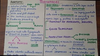 Trematoda  Subclass Of Phylum Platyhelmintheis  Characteristics amp Its Subclasses [upl. by Crystal870]