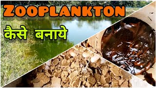 Zooplankton  तालाब के पानी में ज़ूप्लंकटन कैसे बनाएं  How to Grow Zooplankton in Fish Pond  Hindi [upl. by Elliott]