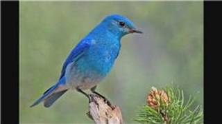 Bluebirds  Attracting Mountain Bluebirds [upl. by Christi]