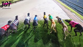 Australian sports greyhounds  Dog racing [upl. by Nandor]