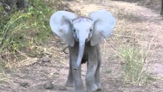 Elephant Calf Charging [upl. by Phalan]