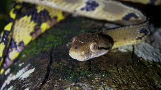 犬齒林蛇 Dogtoothed cat snake [upl. by Zaneski553]