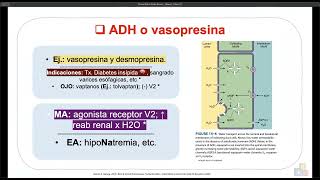 Diuréticos vs ADH y vasopresina pt 4 [upl. by Wystand202]