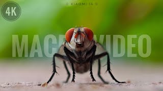 4K Macro video sample  shot on Xiaomi 14 xiaomi14series [upl. by Cam]