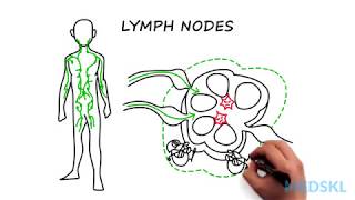 Lymphadenopathy The steps to take when you feel an enlarged lymph node [upl. by Uah]