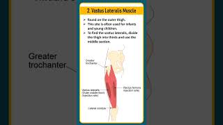 Sites of intramuscular injection l sites of injection [upl. by Nehtanhoj]