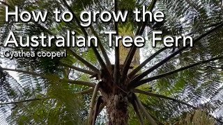 How to Grow the Australian Tree Fern  Cyathea cooperi [upl. by Annadiane]