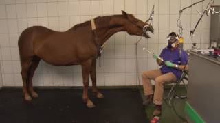 Tierklinik Gessertshausen  Zahnstation für Pferde [upl. by Adleme911]