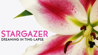 Stargazer Lilies Blooming  Daily Timelapse Clip [upl. by Ahsiuqat697]