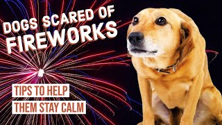 Dogs Scared of Fireworks  What to Do [upl. by Ebonee]