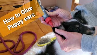 How to glue a Puppys ears  The Easy way 🐺 [upl. by Kone]