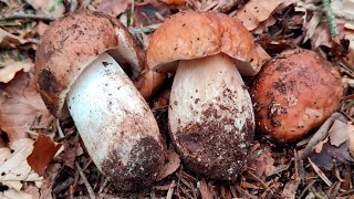 2023  Porcini e sosia Russula mustelina [upl. by Napas]