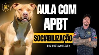 Aula com APBT Sociabilização [upl. by Sillsby518]